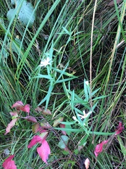 Symphyotrichum boreale
