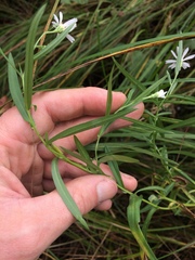 Symphyotrichum boreale