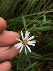 Symphyotrichum boreale