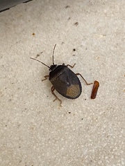 Discocephalinae