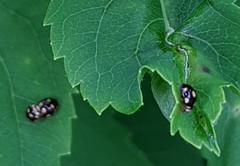 Brachiacantha decempustulata