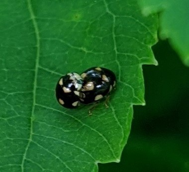 Ten-spotted Lady Beetle
