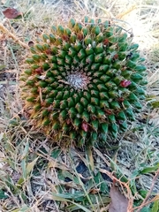 Mammillaria polyedra