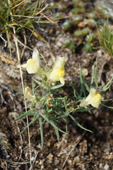 Linaria buriatica