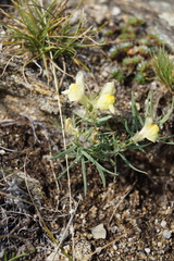 Linaria buriatica