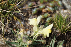 Linaria buriatica