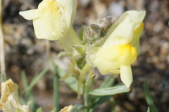 Linaria buriatica