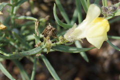 Linaria buriatica