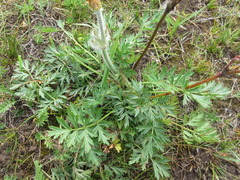 Pulsatilla ambigua