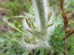 Pulsatilla ambigua