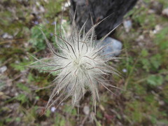 Pulsatilla ambigua
