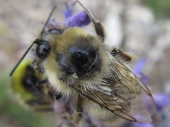 Mendacibombus
