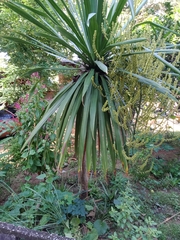 Dracaena cambodiana