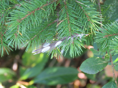 Plume de Faucon émerillon