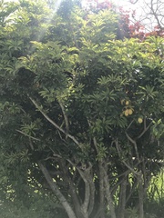 Heptapleurum arboricola