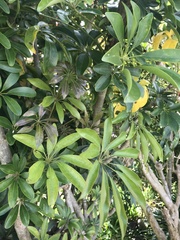 Heptapleurum arboricola