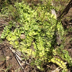 Evolvulus prostratus