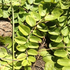 Evolvulus prostratus