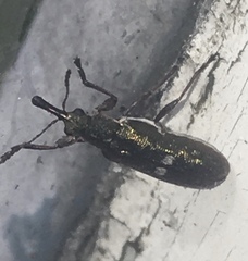 Rhicnobelus metallicus