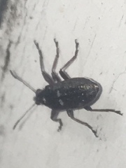 Rhicnobelus metallicus