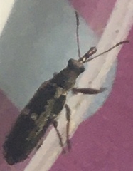 Rhicnobelus metallicus
