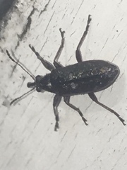 Rhicnobelus metallicus