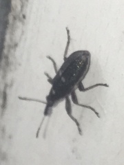 Rhicnobelus metallicus