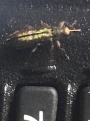 Rhicnobelus metallicus
