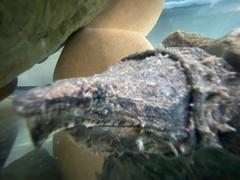 Macrochelys
