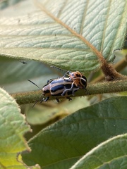 Endocephalus lineatus