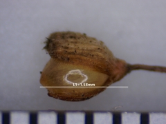 Dichanthelium meridionale