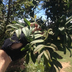 Tecoma stans velutina