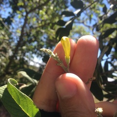 Tecoma stans velutina