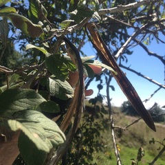 Tecoma stans velutina