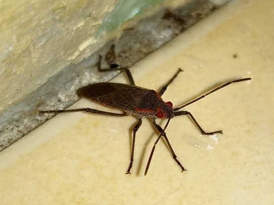 Jadera sanguinolenta