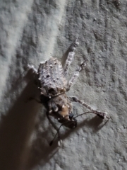 Toxonotus fascicularis