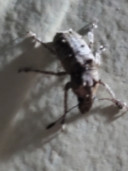 Toxonotus fascicularis