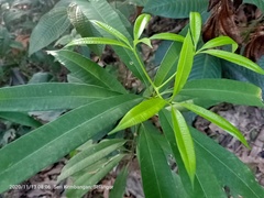 Alstonia scholaris