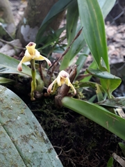 Maxillaria porrecta