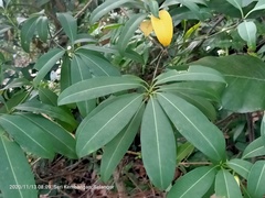 Alstonia