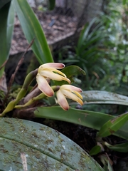 Maxillaria porrecta