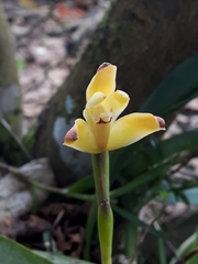 Maxillaria porrecta