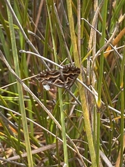 Melitulias graphicata