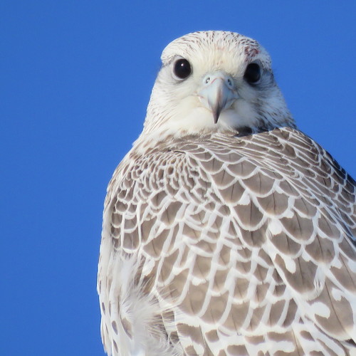 Gyrfalcon