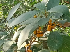 Ficus grossularioides