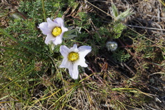 Pulsatilla tenuiloba
