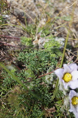 Pulsatilla tenuiloba