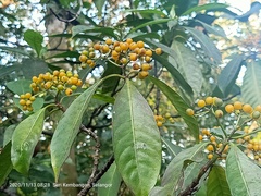 Psychotria asiatica