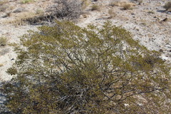Larrea tridentata