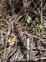 Imantodes gemmistratus